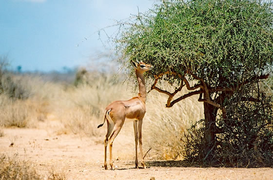 3-Day Safari from Mombasa | Tsavo East and Amboseli National Parks 